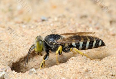 Wasp Bembex rostratus