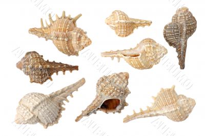 Seashells