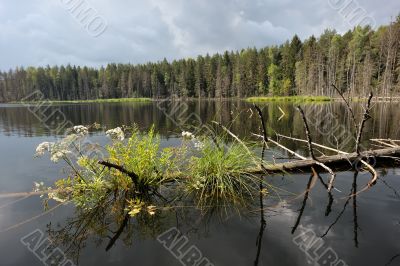 Lake in the forest Lake in the forest
