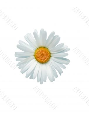 Oxeye Daisy In White Oxeye Daisy In White