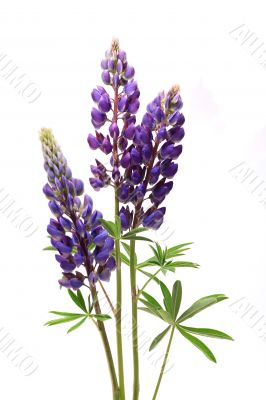 Purple Lupine Flowers On White