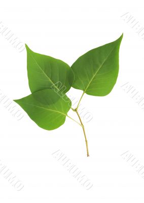 Green Leaves Isolated