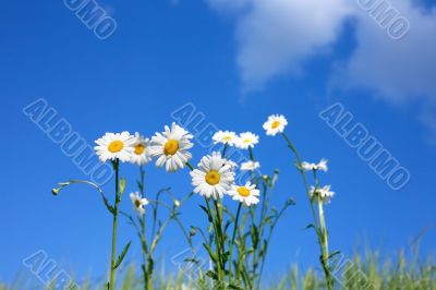 Oxeye Daisy Flowers