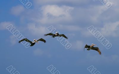 Pelican
