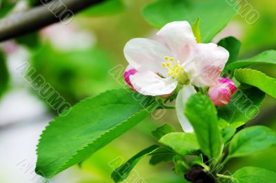 pink apple flowers over green background