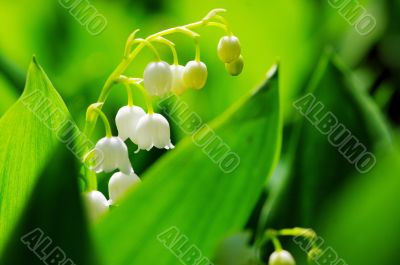 Close up of Lily of the valley 