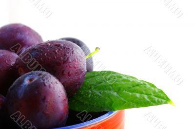 fresh plums over white background