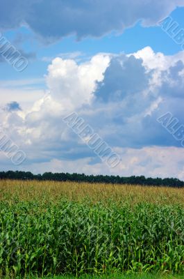 corn field over cloudy blue sky 