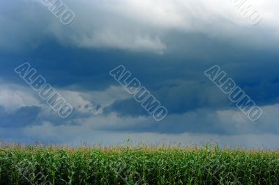 corn field over storm sky 