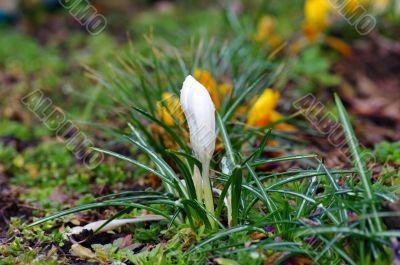 White crocuses 