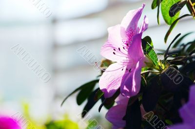 Pink Blossom Close-Up of Azalea Flower.
