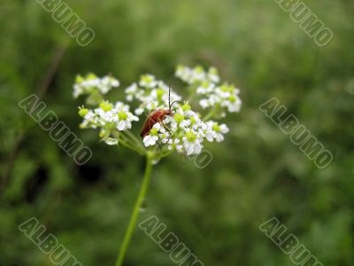 Red insect on the flower