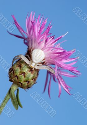 white spider on flower.