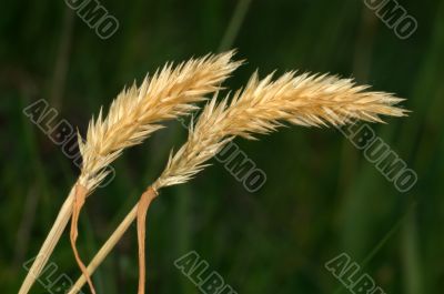 Spikelets