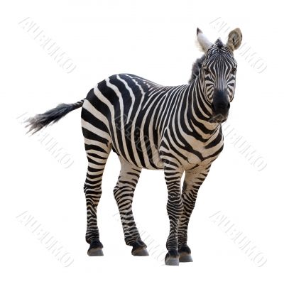 Zebra, isolated Zebra, isolated