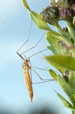 Mosquito crane-fly