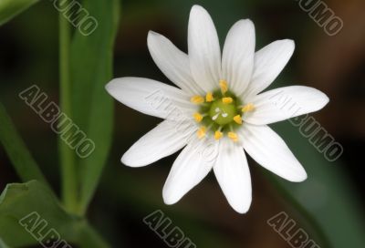 Flower in a meadow