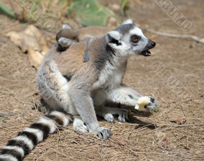 Lemurs