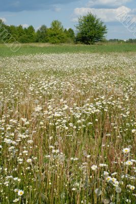 Blooming meadow.