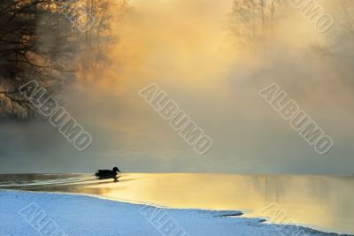 Frosty winter morning