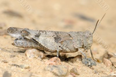 Grasshopper Oedipoda caerulescens