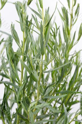 Tarragon (Artemisa dracunculus)