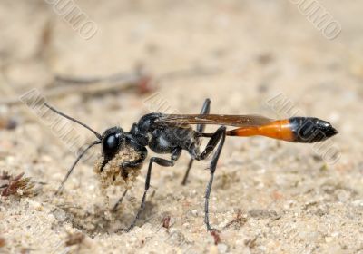 Wasp Ammophila sabulosa