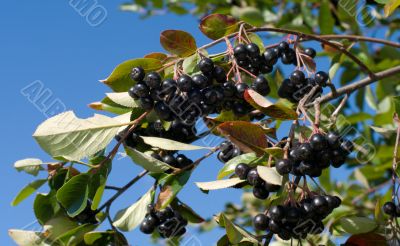 Aronia.