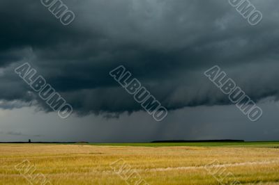 field with wheat and cloudy sky, hdr image 