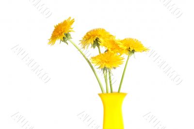 Dandelions In Vase