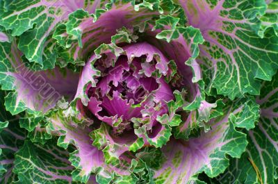 Green cabbage in a field 