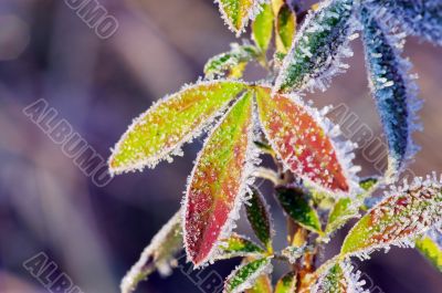 Frost leaves