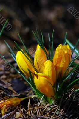 Yellow blooming crocus flowers in spring 