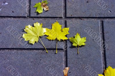 Paved sidewalk with autumn foliage.