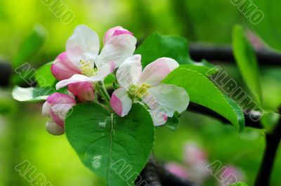 Blossoming apple garden in spring 