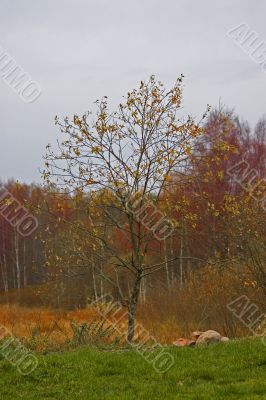 Autumn