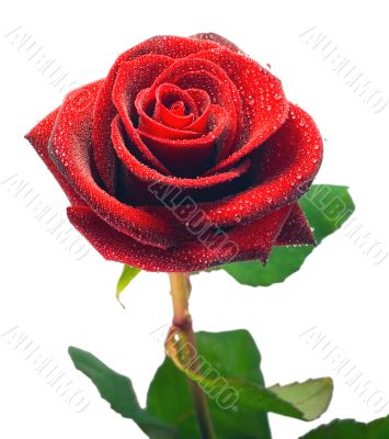 A Single blackenning rose,Isolated On  white background.