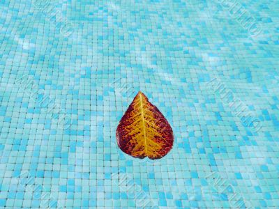 Pool with fig leaf swimming