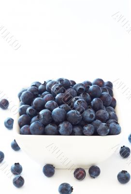 Blueberries on white background