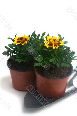 French marigolds