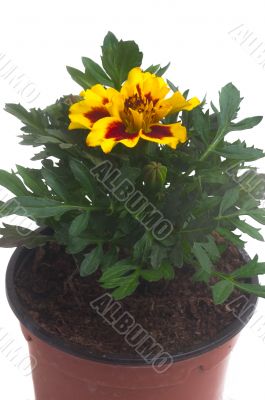 French marigolds