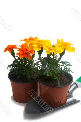 French marigolds