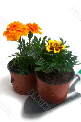 French marigolds