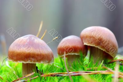 mushrooms growing in the forest