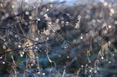 Frozen Drops on the Bush