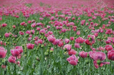 lots of poppy