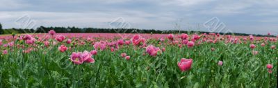 panoramic poppy field
