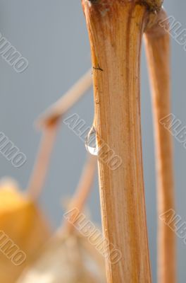one drop on the branch