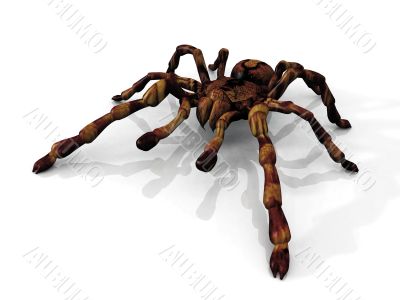 tarantula tarantula