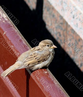 Sparrow Sparrow
